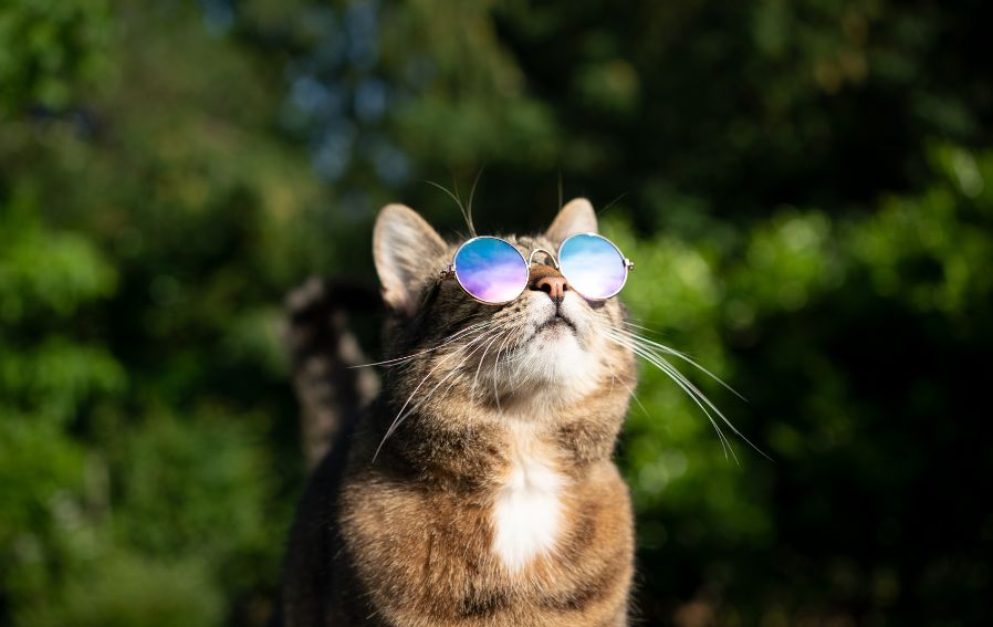 Prévenir et Traiter les Coups de Chaleur chez les Chats